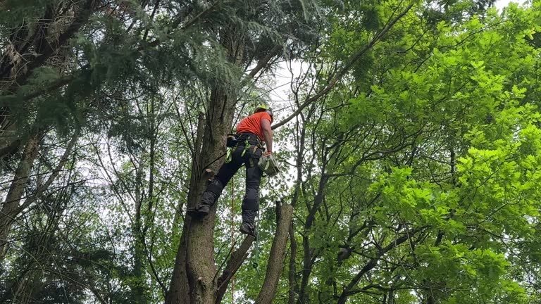 Best Tree Cabling and Bracing  in Caldwell, NJ